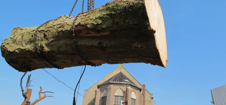 Behoud waarde van populierenbos door voorzichtige kap