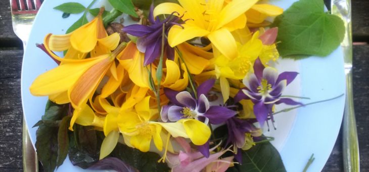 Voedselbos in de praktijk bij Metaal Kathedraal